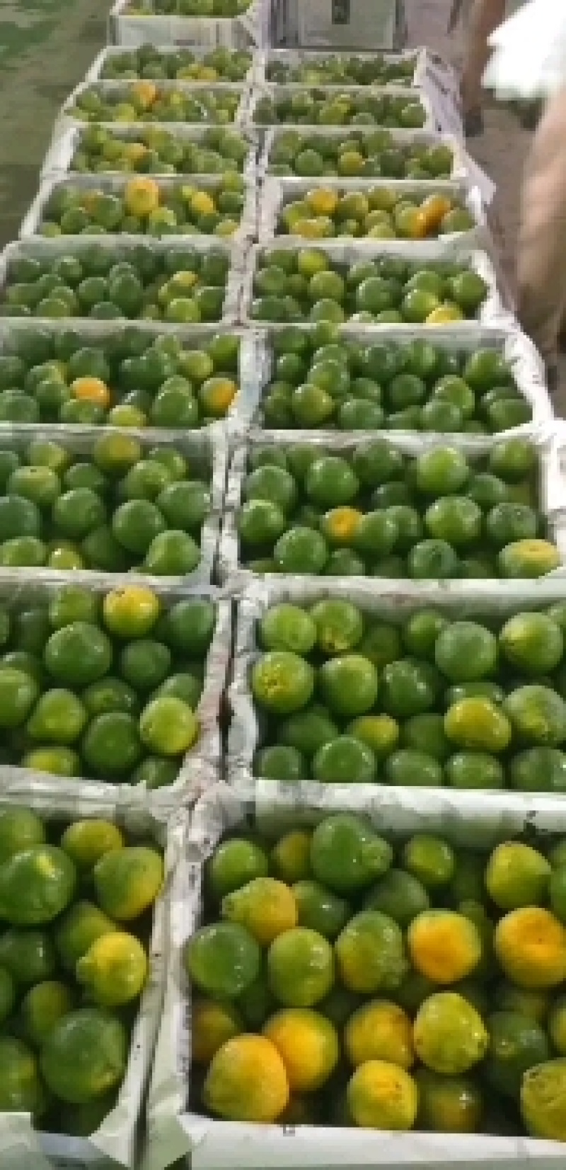 云南玉溪早蜜橘自家种植也可代办诚信合作欢迎联系