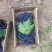 玫瑰香葡萄大量上市，基地直发，质量好价格实惠，欢迎采购