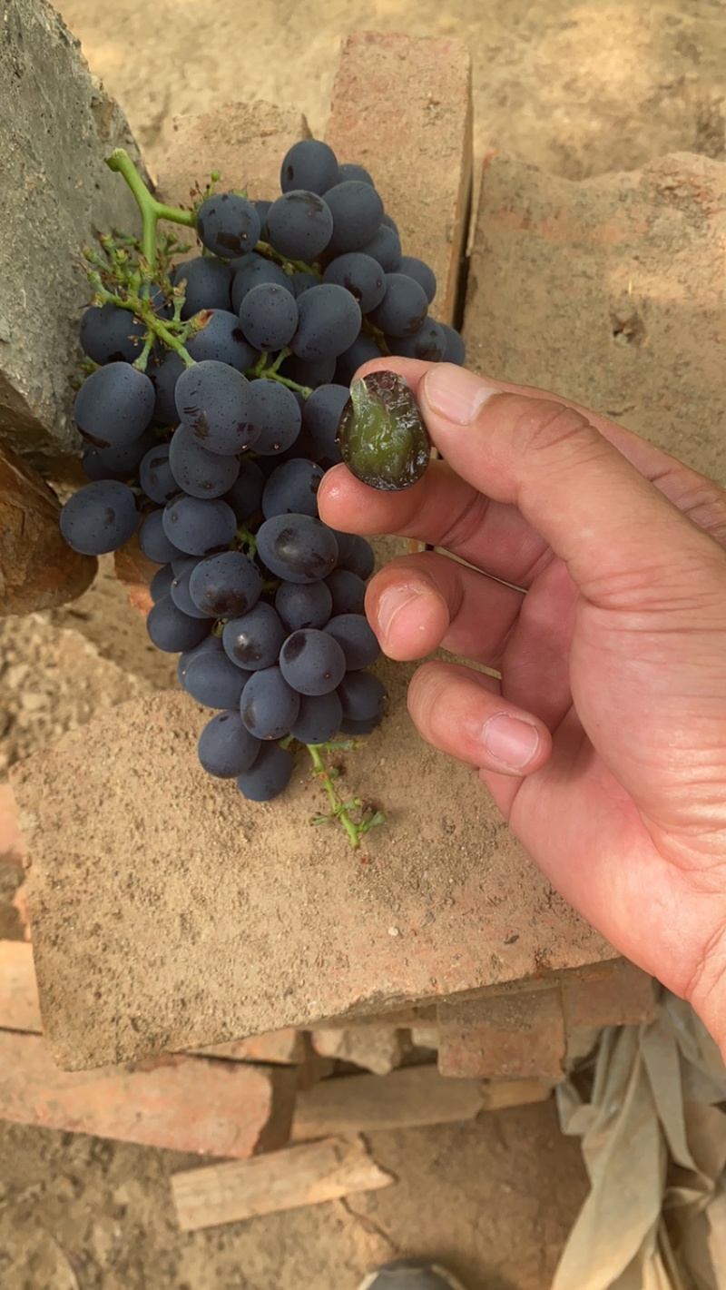 玫瑰香葡萄大量上市，基地直发，质量好价格实惠，欢迎采购