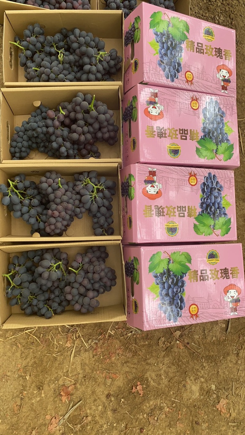 玫瑰香葡萄大量上市，基地直发，质量好价格实惠，欢迎采购