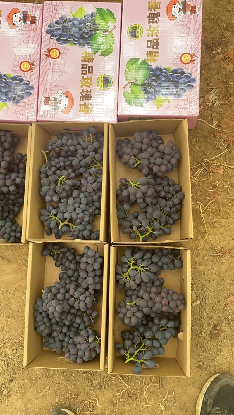 玫瑰香葡萄大量上市，基地直发，质量好价格实惠，欢迎采购
