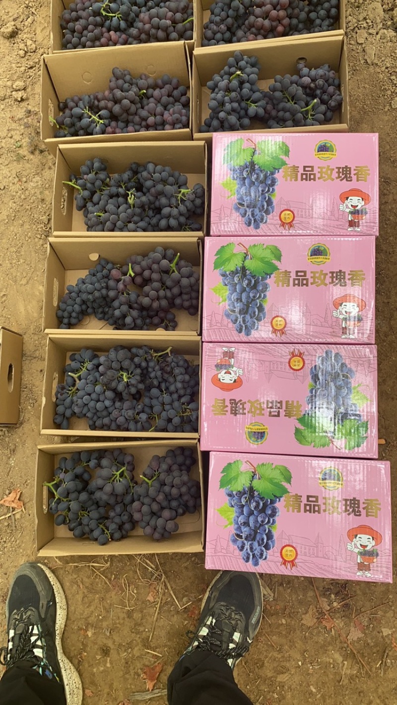 玫瑰香葡萄大量上市，基地直发，质量好价格实惠，欢迎采购