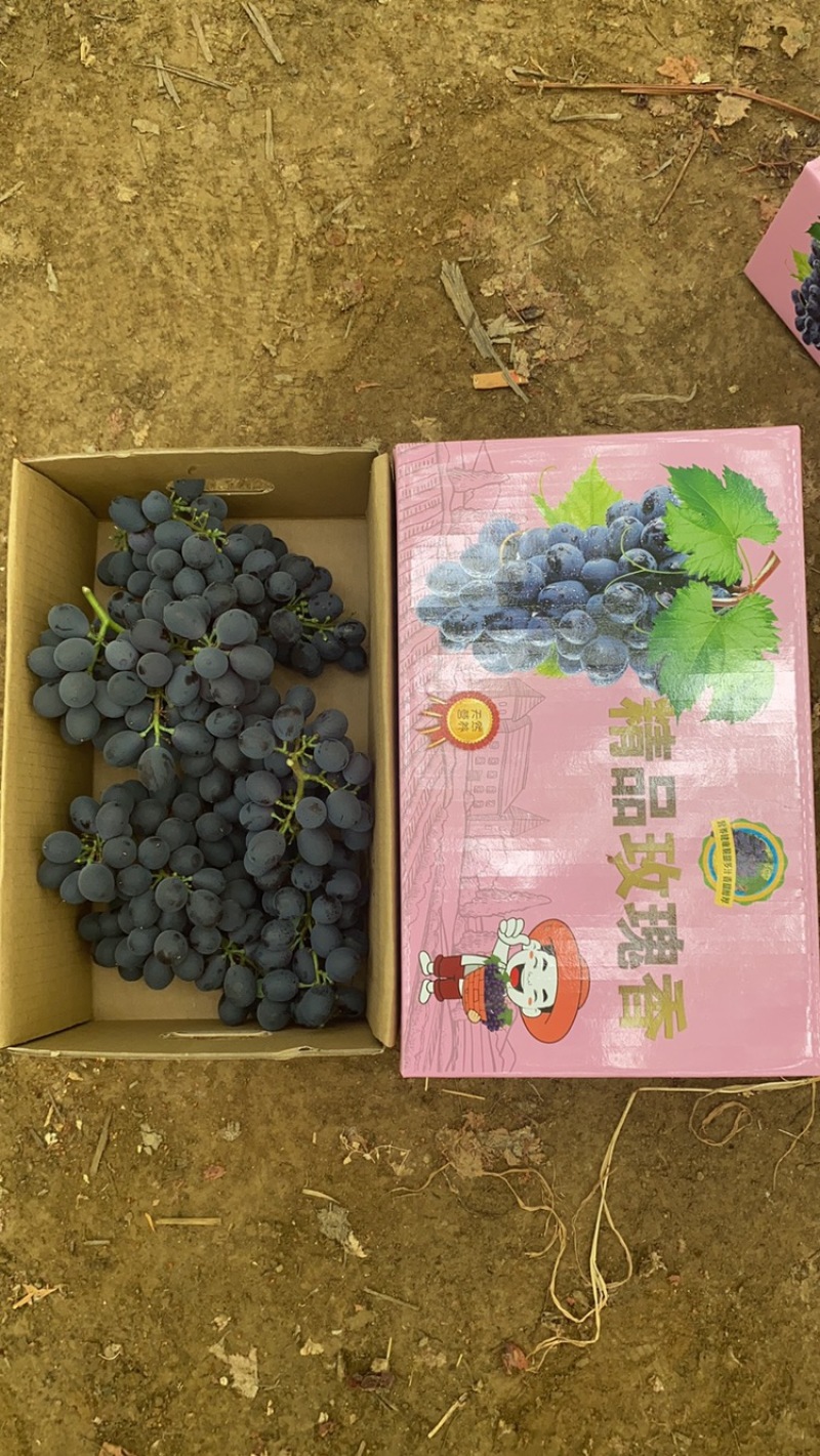 玫瑰香葡萄大量上市，基地直发，质量好价格实惠，欢迎采购
