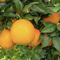 橙子赣州橙子产区直发保质保量全国