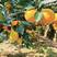 橙子赣州橙子产区直发保质保量代发全国