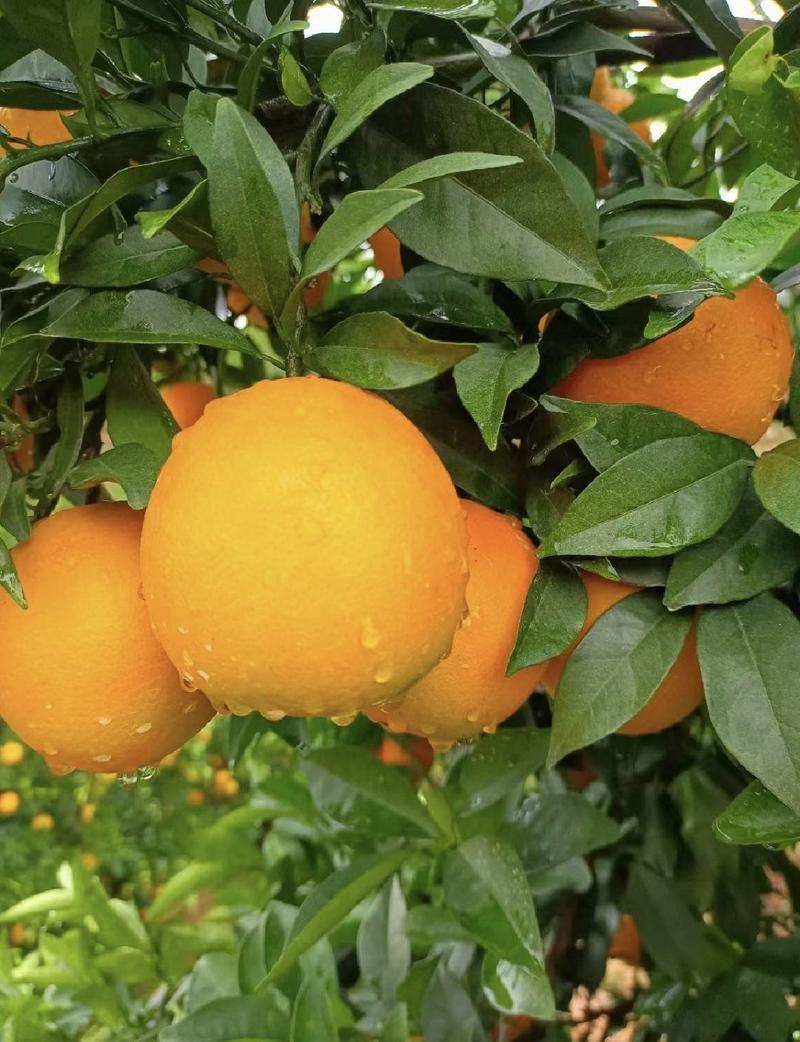 橙子赣州橙子产区直发保质保量代发全国
