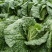 新鲜娃娃菜大量供应种植基地现采现发品质保障诚信经营