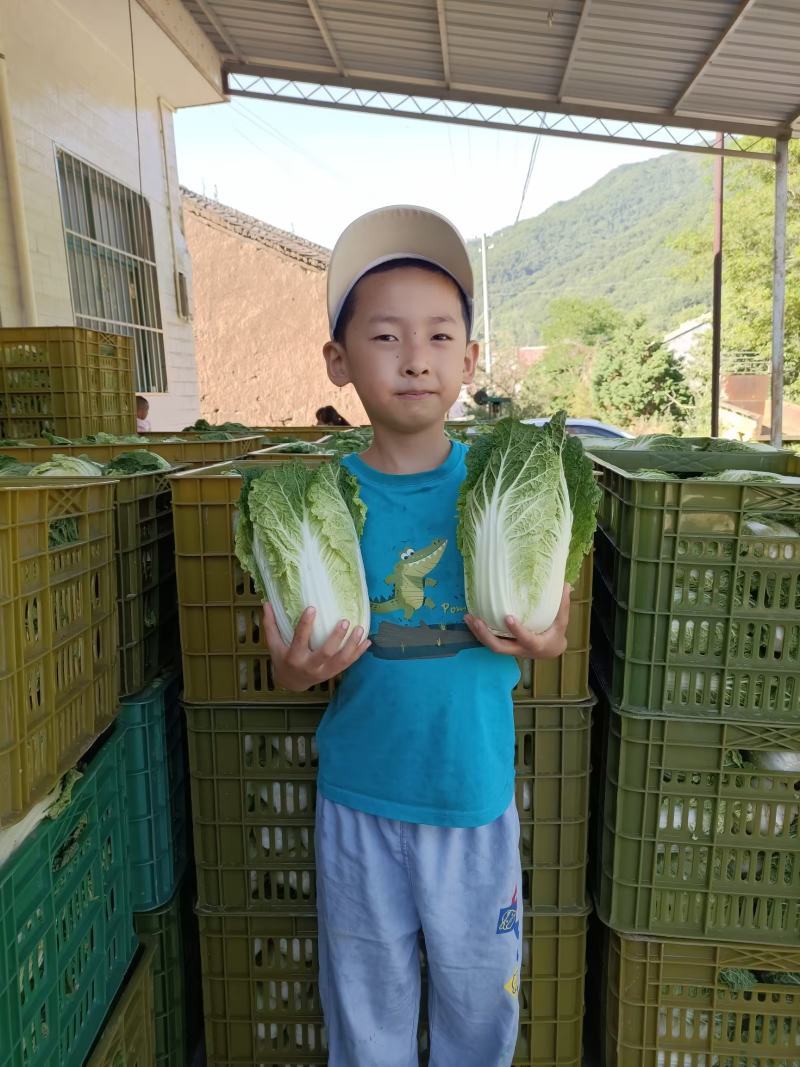新鲜娃娃菜大量供应种植基地现采现发品质保障诚信经营