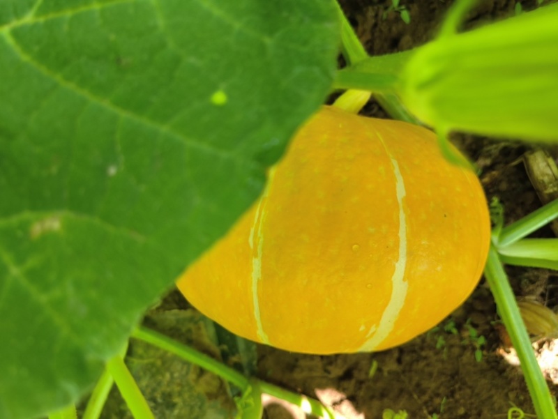 【实力推荐】山西忻州红南瓜大量供应品质保障可视频看货欢迎联系