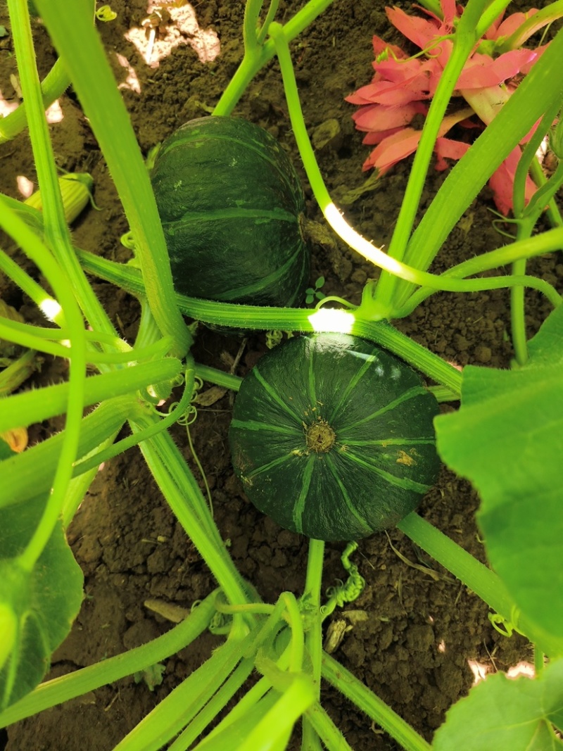 【热卖推荐】山西本地贝贝南瓜大量上市全国供应价格可来电详谈