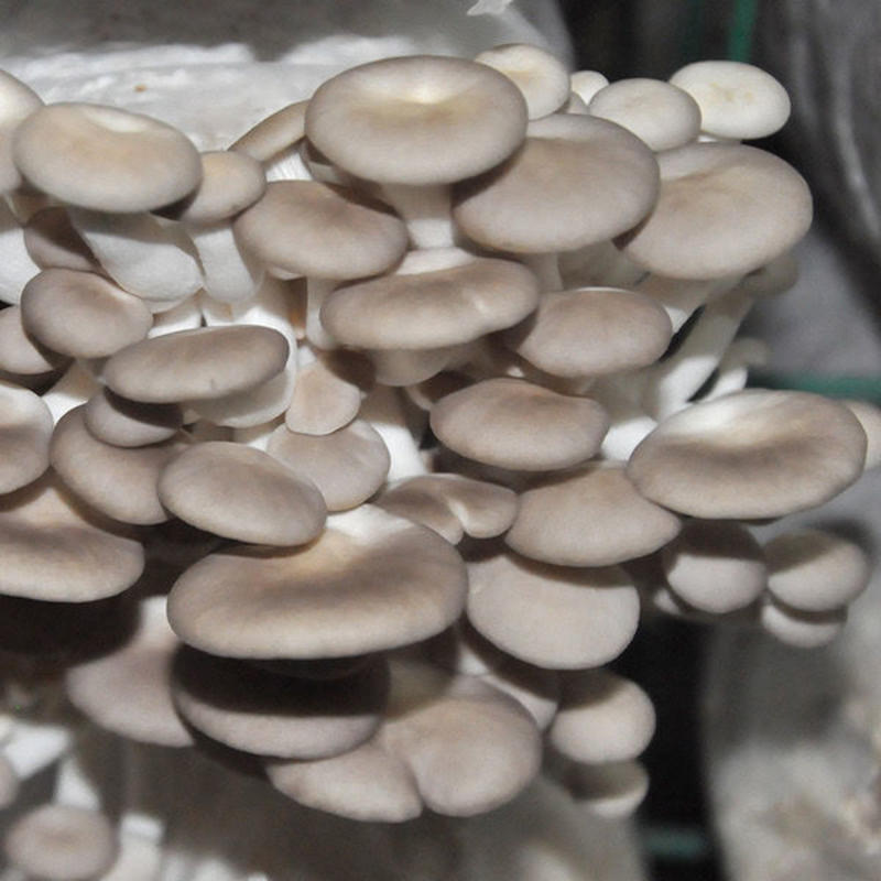 [新鲜上市]蘑菇平菇鲜平菇原产地发货对接各大市场商超电商