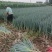 铁扞大葱大量上市有需要老板和我联系全国代发联系手机号15