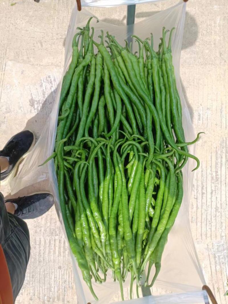 8号椒大量上市