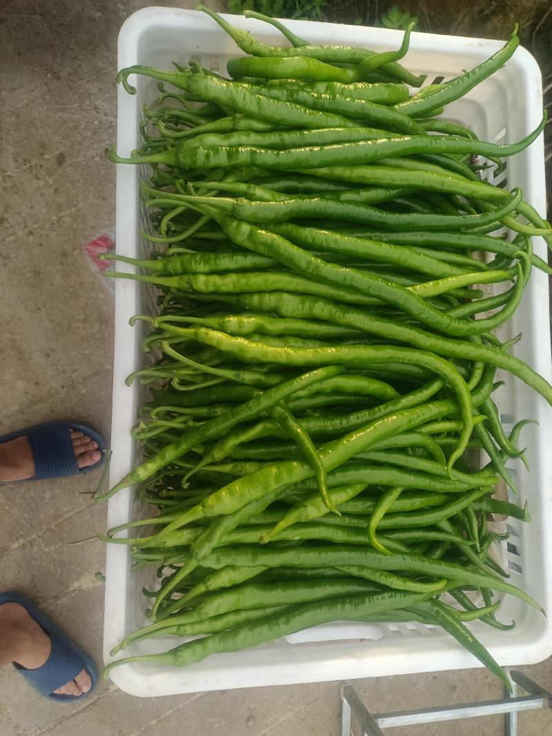 8号椒大量上市