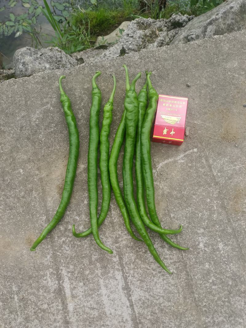 8号椒大量上市