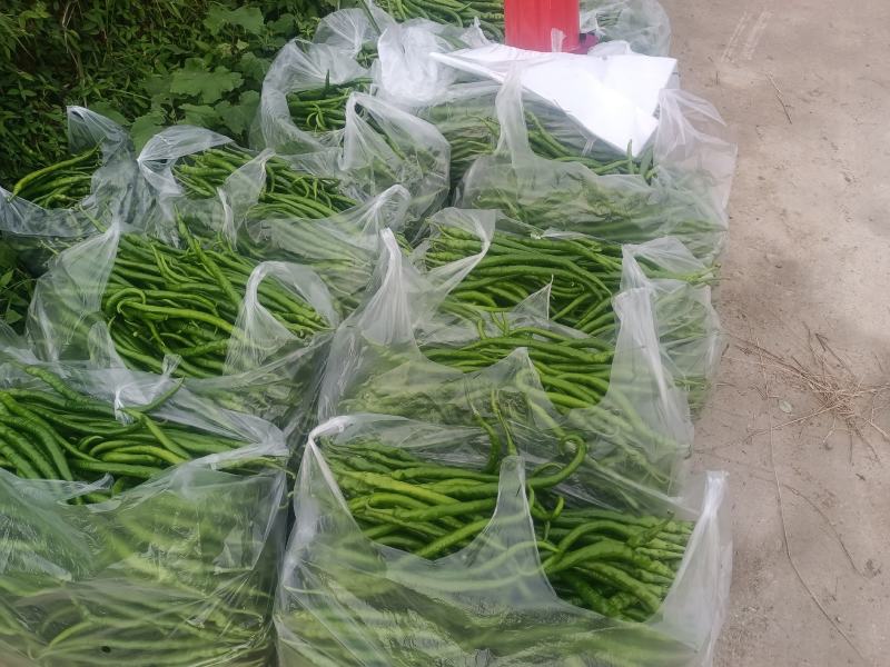 8号椒大量上市