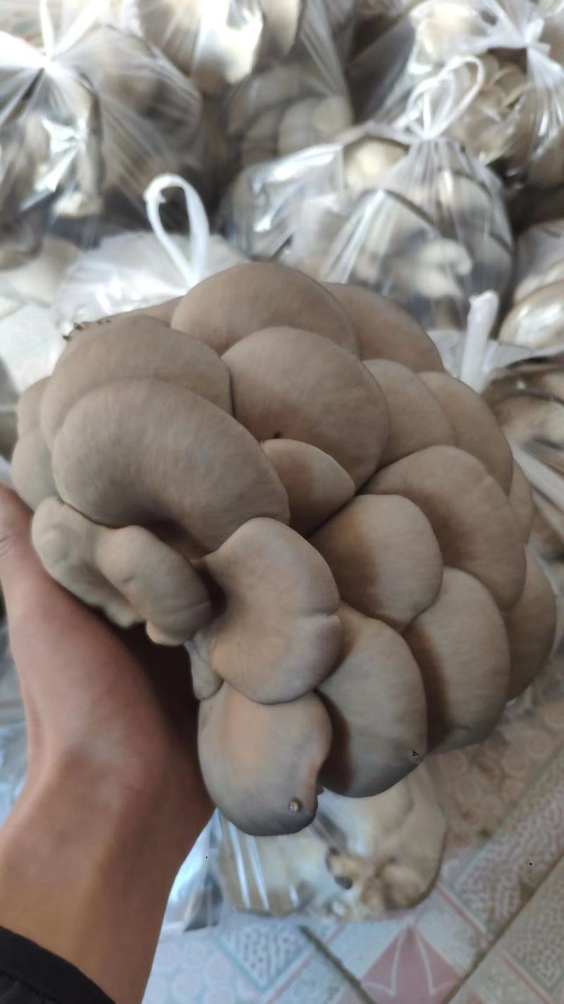 【蘑菇】精品平菇鲜平菇小黑平菇黑平菇可提供冷库一手货源