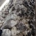 【蘑菇】精品平菇鲜平菇小黑平菇黑平菇可提供冷库一手货源