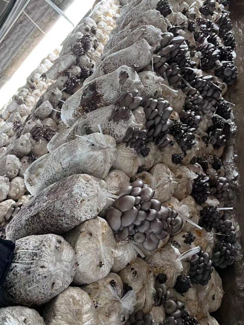 【蘑菇】精品平菇鲜平菇小黑平菇黑平菇可提供冷库一手货源