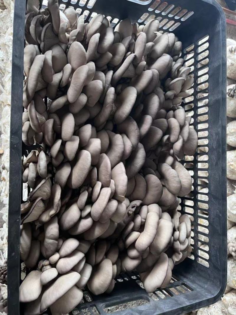 【蘑菇】精品平菇鲜平菇小黑平菇黑平菇可提供冷库一手货源
