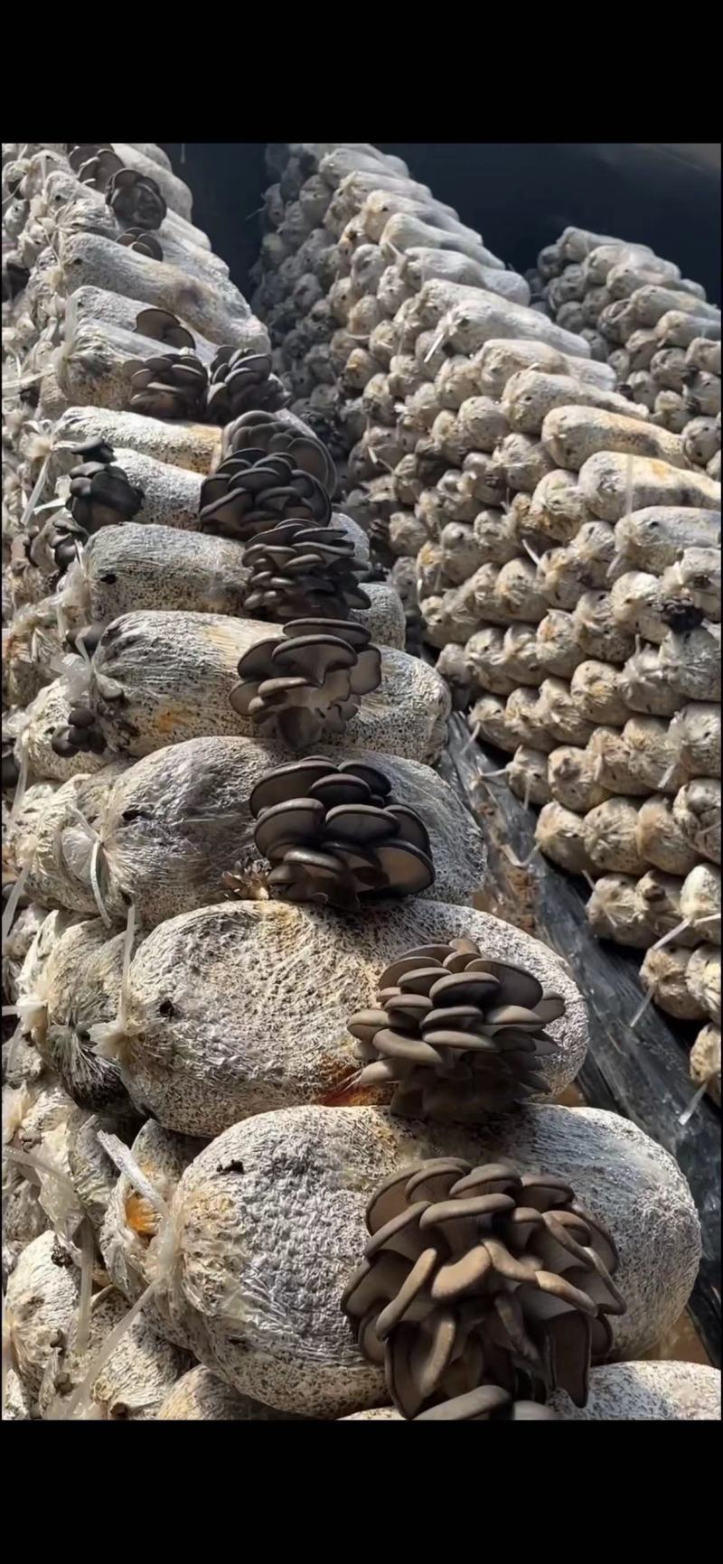 【蘑菇】精品平菇鲜平菇小黑平菇黑平菇可提供冷库一手货源