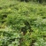 四川鲜白芷110亩出售