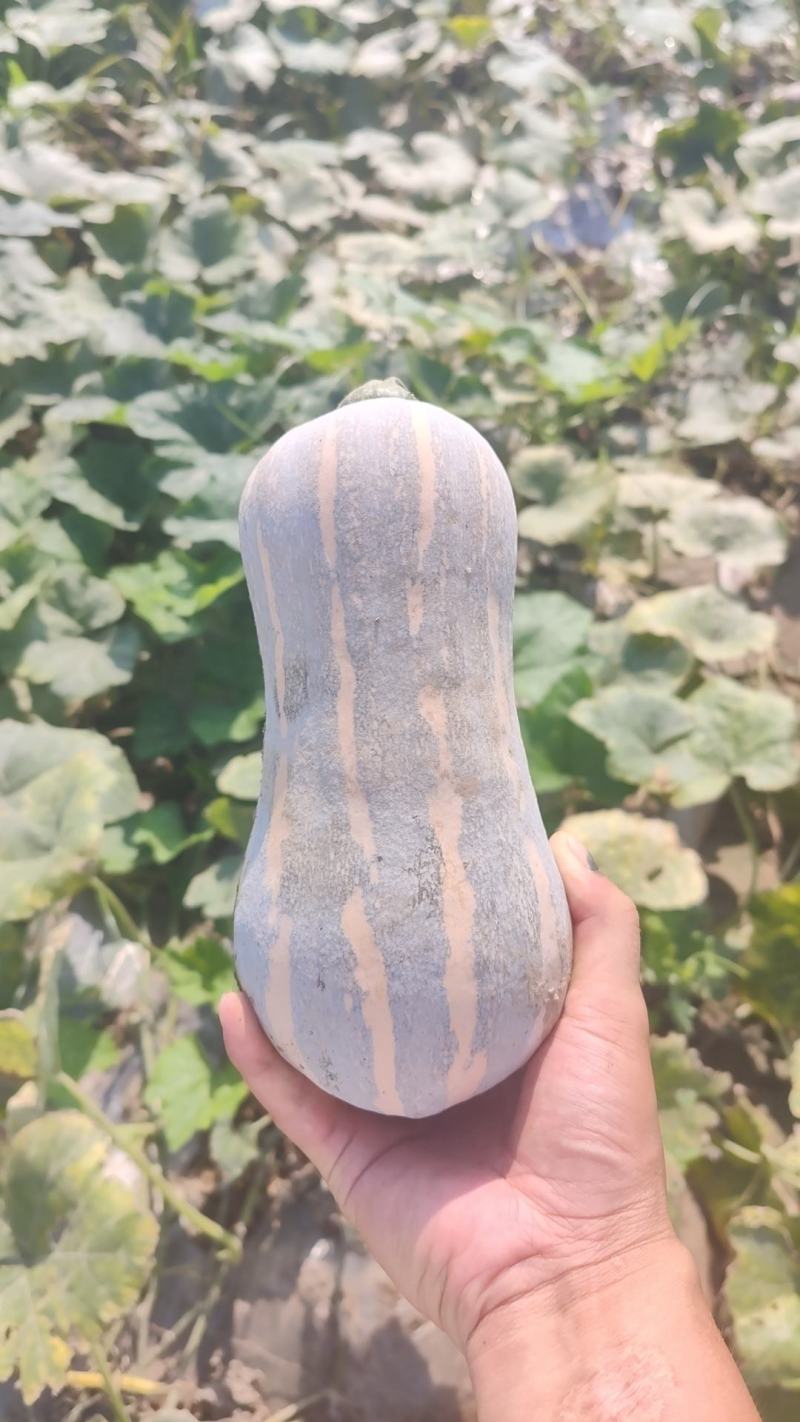 花生瓜，773南瓜，金香南瓜，金韩，出口越南