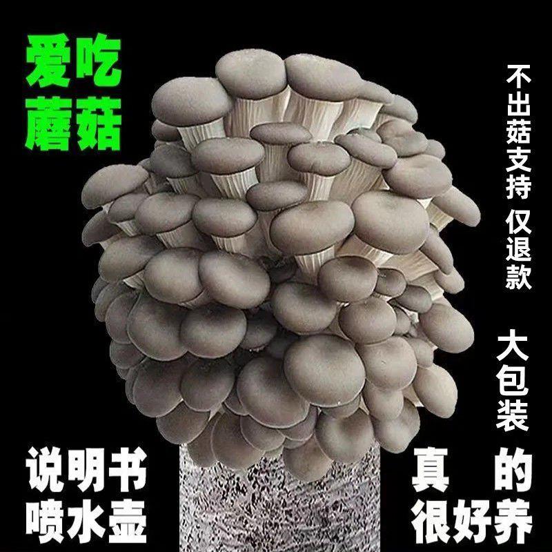 蘑菇菌棒蘑菇菌包平菇菌种原种栽培种菇形美产量高原试管
