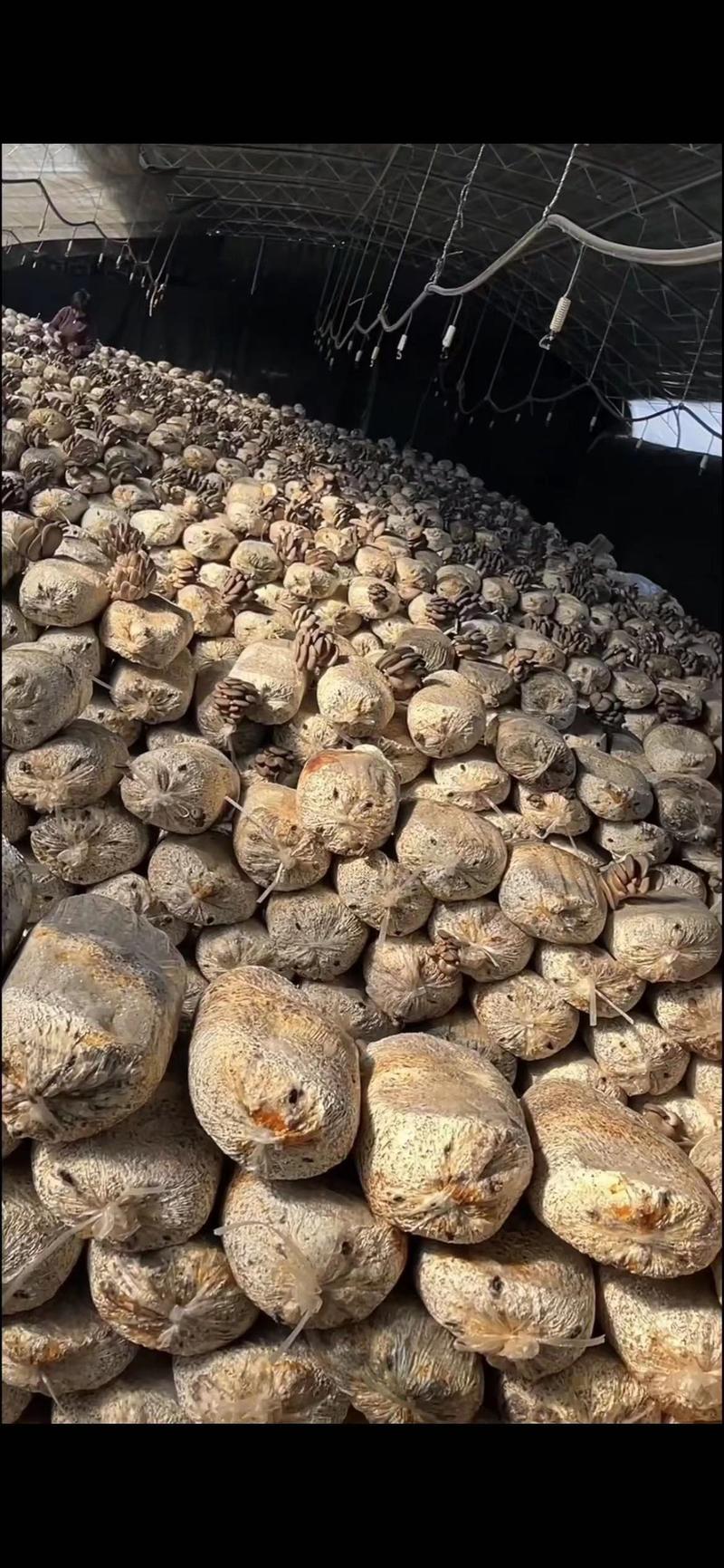 蘑菇菌棒蘑菇菌包平菇菌种原种栽培种菇形美产量高原试管