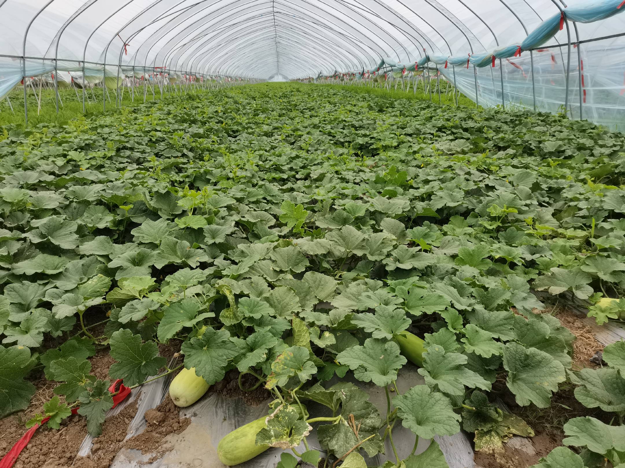 展示羊角蜜羊角瓜在大棚或露天种植的场景,绿色藤蔓缠绕,果实垂挂 羊角蜜羊角瓜种植基地