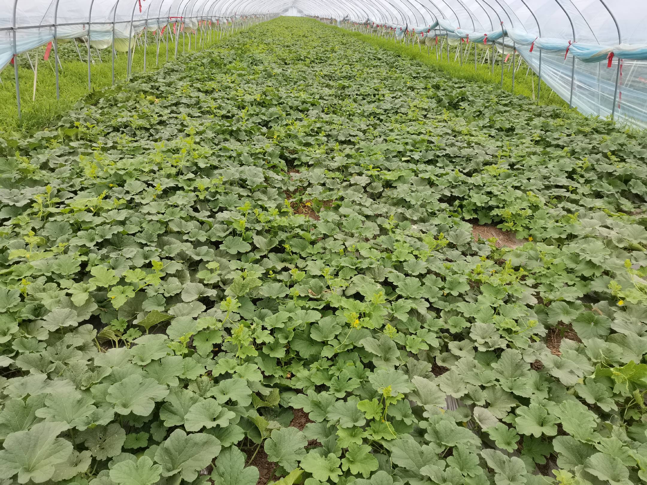 温室大棚中生长的羊角密甜瓜植株,藤蔓茂盛,叶片宽大,部分果实已成熟悬挂于藤上,呈现典型的羊角状弯曲形态,果皮为鲜亮的翠绿色,表面有细微网纹,阳光照射下显得晶莹剔透 羊角密甜瓜整体植株与果实特写