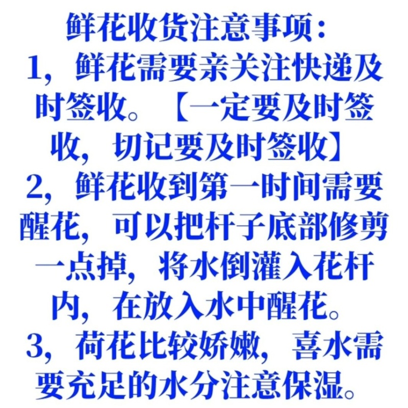 【推荐】新鲜荷花莲花花苞现采现发，一件代发