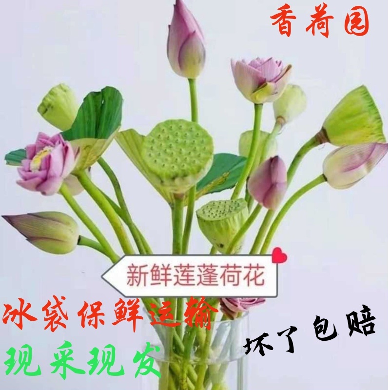 【推荐】新鲜荷花莲花花苞现采现发，一件代发