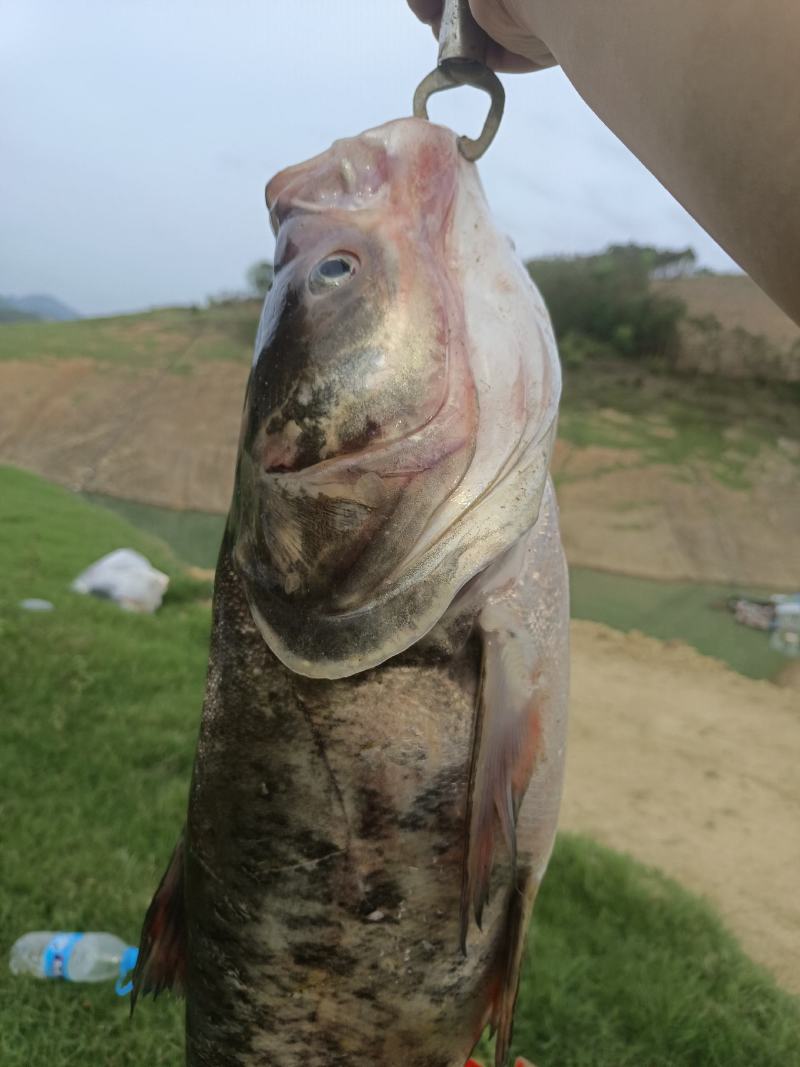 野生鱼需要的老板联系