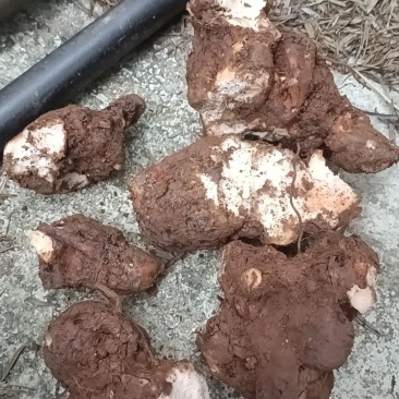 野生白肉土茯苓