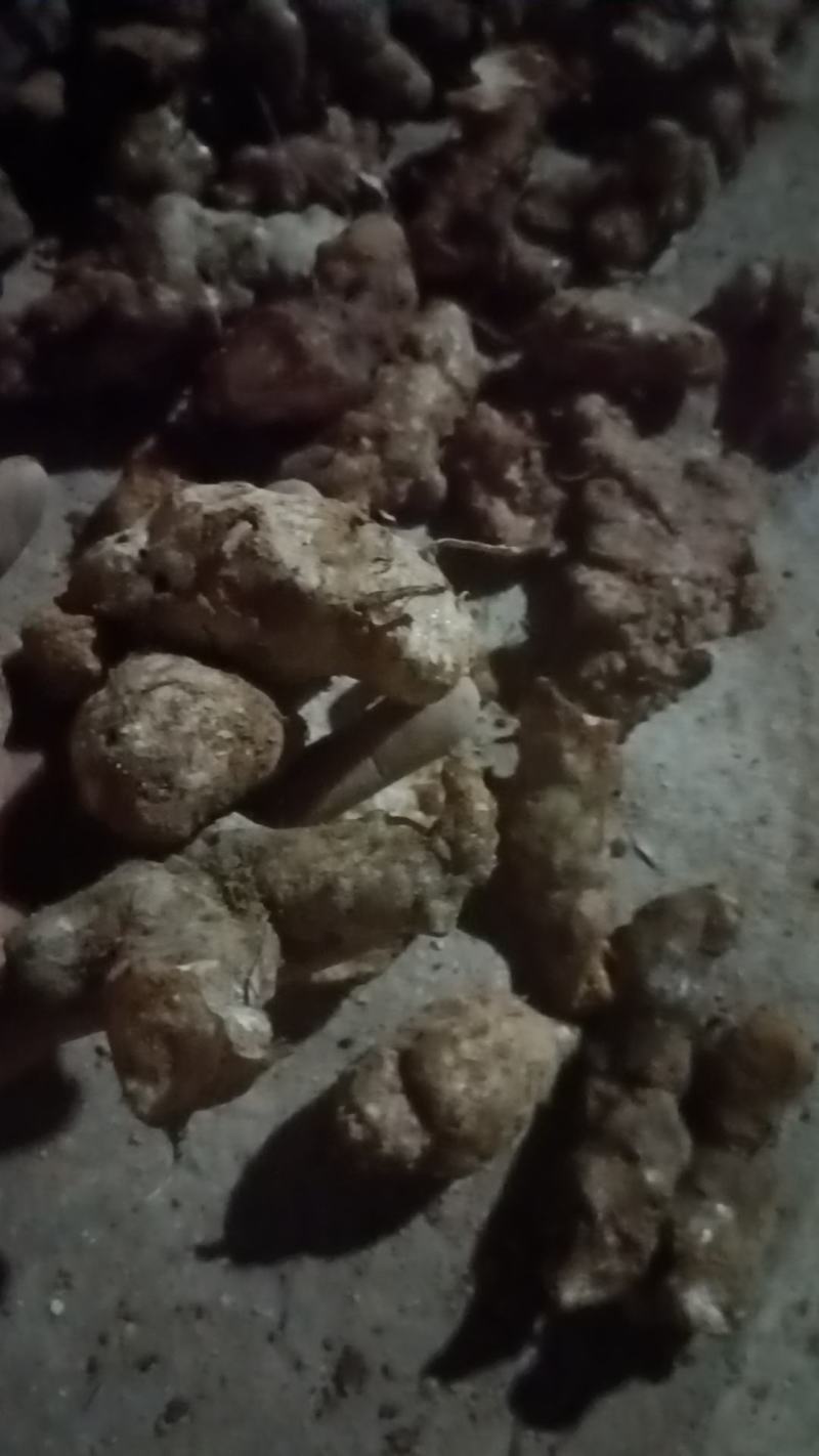野生白肉土茯苓