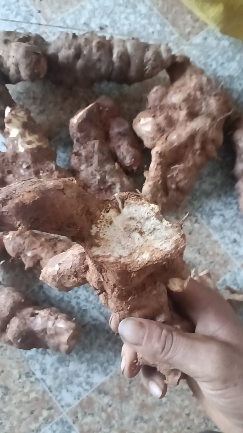 野生白肉土茯苓