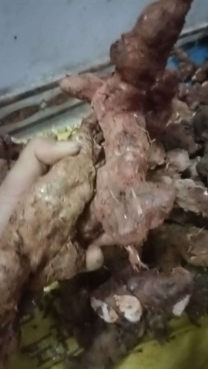 野生白肉土茯苓