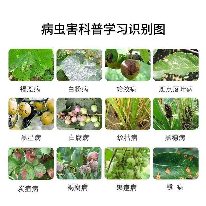 沪联苯甲吡唑酯苯醚甲环唑吡唑醚菌酯炭疽叶斑白粉杀菌剂农药