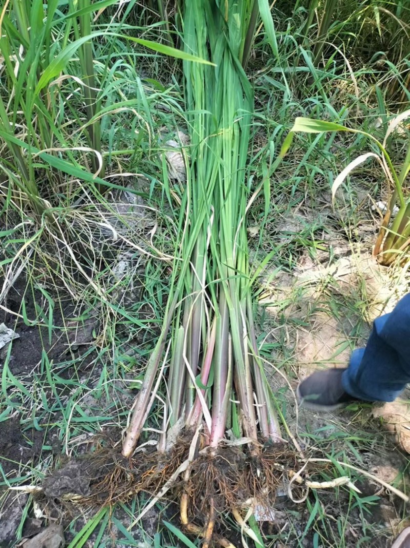 新鲜茭白苗大量有货货源充足产地供货支持实地考察看货