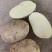 沃土5号黄心土豆，一手货源，欢迎一亩田客户
