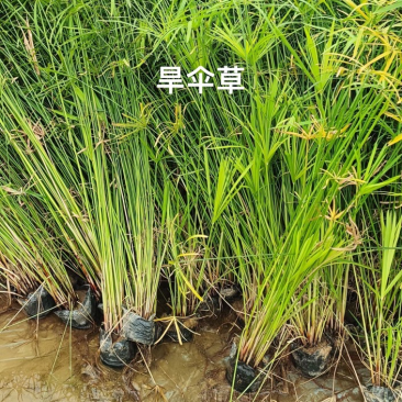 旱伞草（风车草）基地百亩种植，裸根大苗成活率高，欢迎咨询