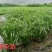 旱伞草（风车草）基地百亩种植，裸根大苗成活率高，欢迎咨询