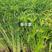旱伞草（风车草）基地百亩种植，裸根大苗成活率高，欢迎咨询