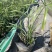 旱伞草（风车草）基地百亩种植，裸根大苗成活率高，欢迎咨询
