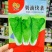奶油快菜种子可做苗菜小白菜栽培耐热耐湿小白菜种子