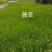 藨草规模种植绿化工程专用苗保证成活率基地直供