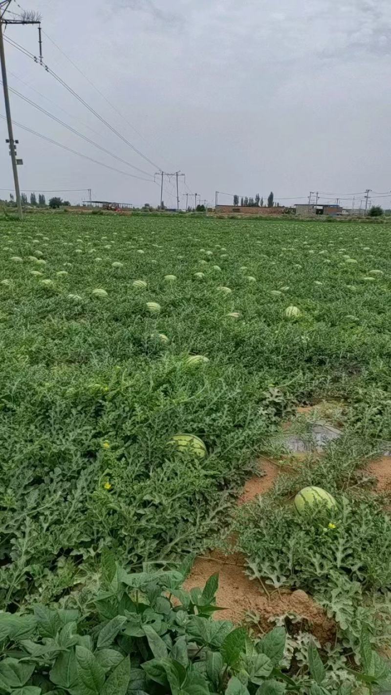 宁夏石头瓜硒砂瓜大量上市中货源稳定欢迎老板电话洽谈