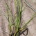 藨草规模种植绿化工程专用苗保证成活率基地直供