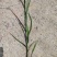 藨草规模种植绿化工程专用苗保证成活率基地直供